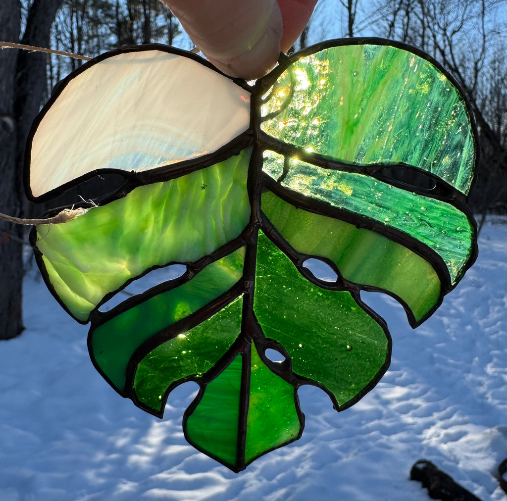 Valentine Monstera